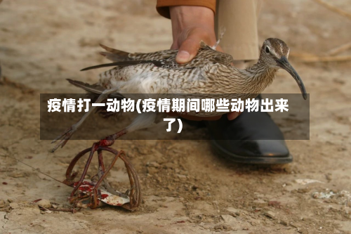 疫情打一动物(疫情期间哪些动物出来了)-第1张图片
