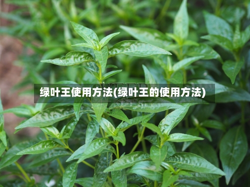 绿叶王使用方法(绿叶王的使用方法)-第2张图片